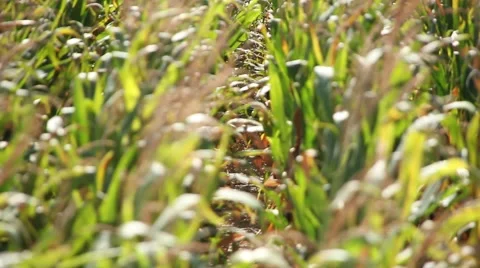 Corn fields in the windy summer Stock Footage 47991498