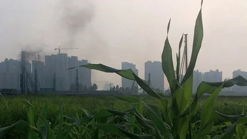 Corn filed with hydraulic hammers working and generating black smoke Stock Footage 76142029