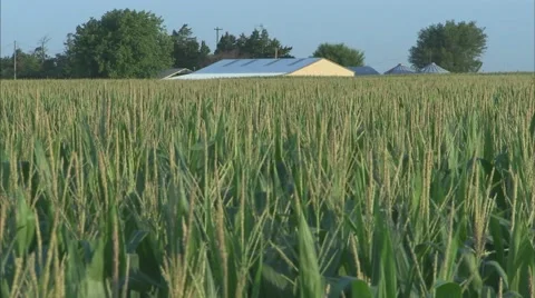 Corn Filed Looking Across the Heads Stock-Footage 39982502