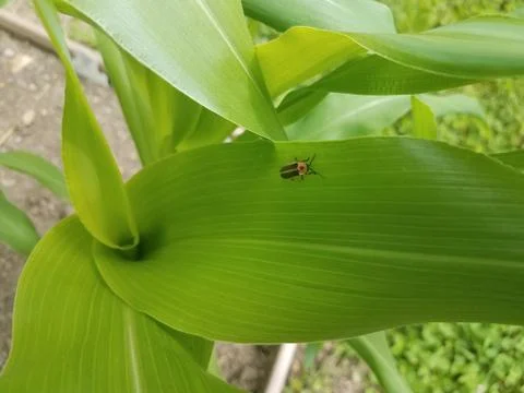 Corn with firefly Stock Photos