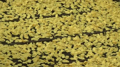 Corn flakes Stock Footage 24654973