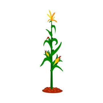 Corn, flat icon, organic logo, vector, agriculture, corncob, farm Stock Illustration