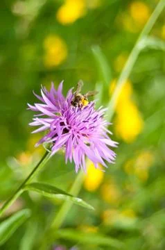 Corn-flower with bee Stock Photos