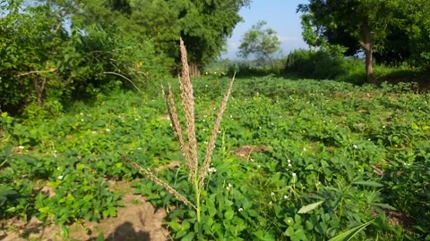 Corn flower in blue sky background. Stock Footage 160842567