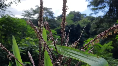 Corn Flower Stock Footage 149271310