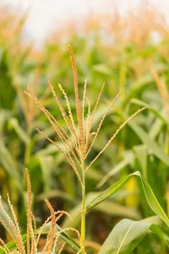 Corn flower in morning light Stock Photos