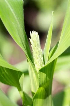 Corn flower Stock Photos