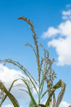 Corn flower Stock Photos