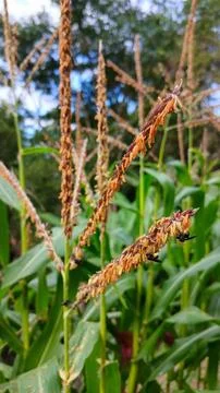 Corn flower Stock Photos