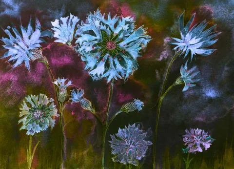 Corn flowers with buds at night. Stockillustratie
