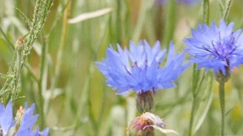 Corn flowers close up 스톡 동영상 91324402