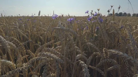 Corn Flowers in Corn Field Stock Footage 77425611