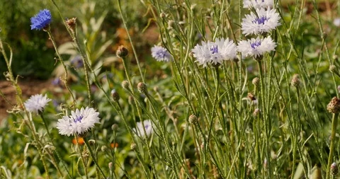 Corn flowers in a cottage garden Stock Footage 109457447