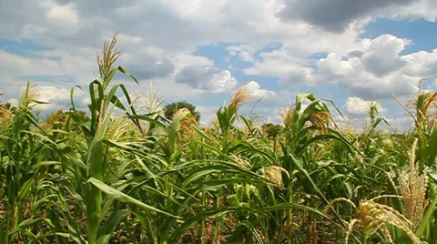 Corn flowers in a field Stock Footage 27395965