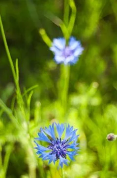 Corn-flowers Stock Photos