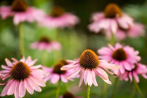 Corn Flowers Stock Photos