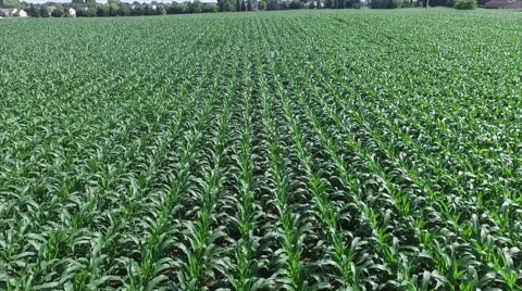 Corn Fly Backwards Stock Footage 64558902