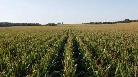 Corn Fly Over Stock Footage