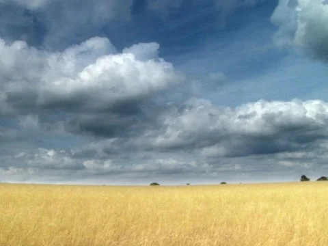 Corn Video stock 490118