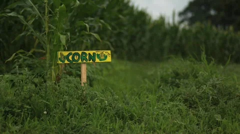 Corn 動画素材 594062