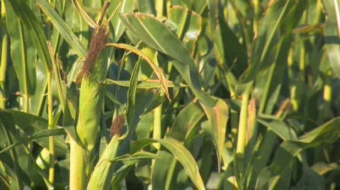 Corn Video stock 845383