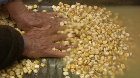 Corn Stock-Footage 2399169