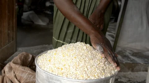 Corn Stock Footage 7740425