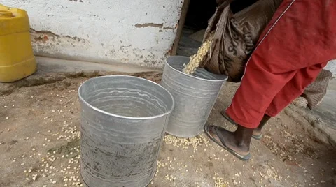 Corn Video stock 7740513