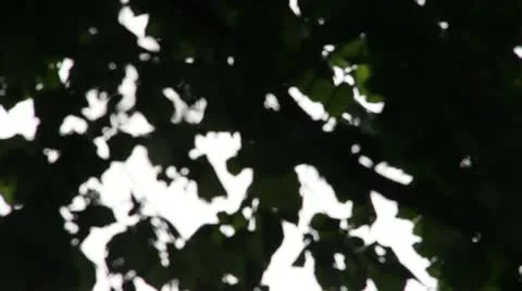 Corn Stock-Footage 12013697