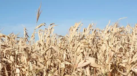 Corn Video stock 12183293