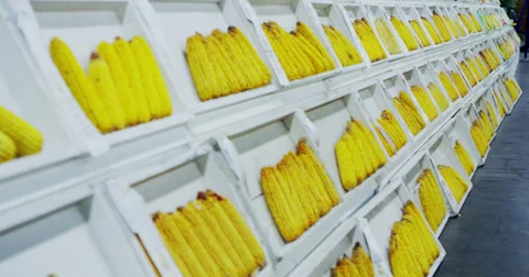 Corn Stock Footage 27543319