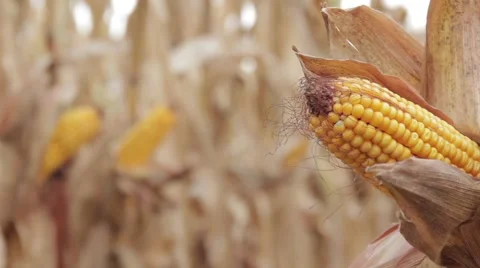 Corn 스톡 동영상 42357073