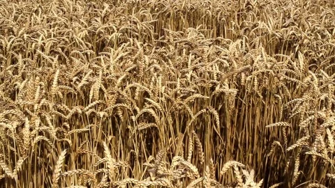 Corn. Video stock 81481572