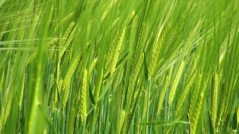 Corn Stock Footage 85689979