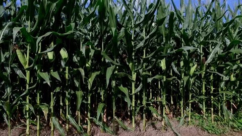 Corn Stock Footage 88735264