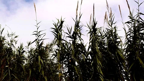 Corn Stock Footage 98692464