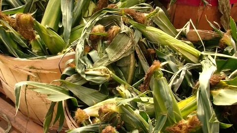 Corn Stock Footage 109173013