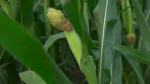 Corn Stock Footage 130352188