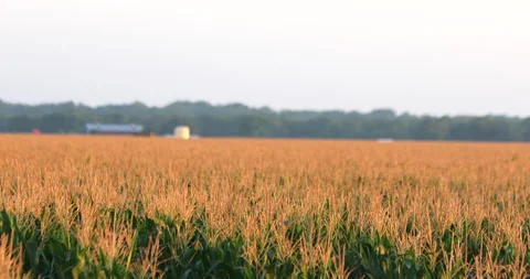 Corn Vídeos de archivo 130934640