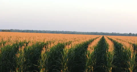 Corn Vídeos de archivo 130935228
