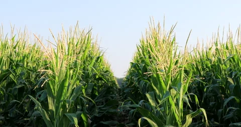 Corn Vídeos de archivo 130935725