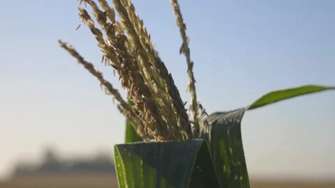 CORN Video stock 138404436