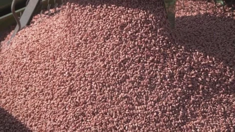 Corn Stock Footage 151496328