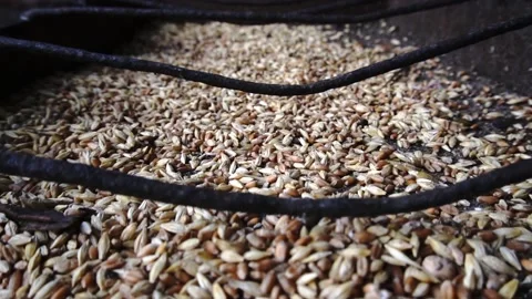 Corn Stock Footage 154428192