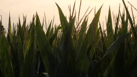 Corn Stockbeeldmateriaal 173700697