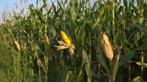 Corn Stock Footage 198624019