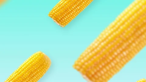 Corn Stock Footage 209487332