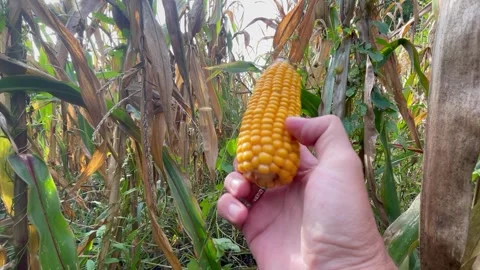 Corn Stock Footage 252354916