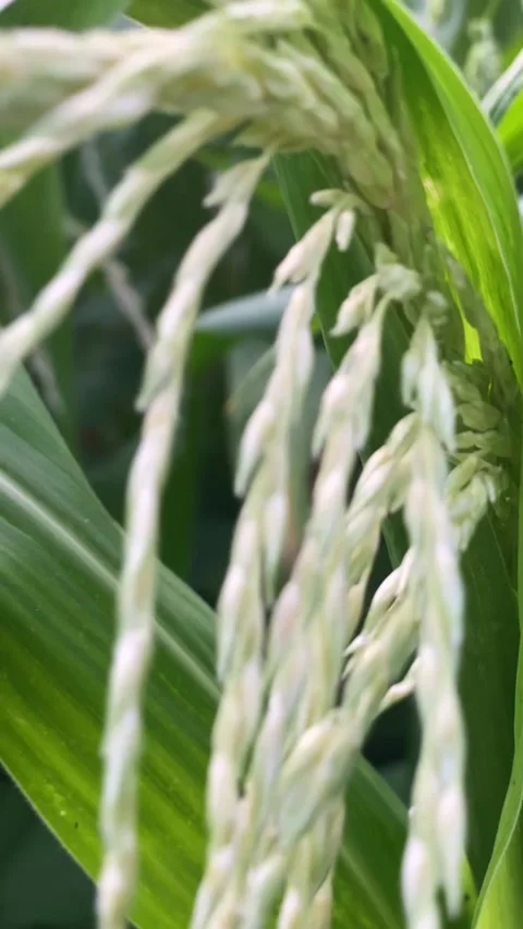 Corn Video stock 281305761