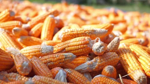 Corn Stock Footage 293295284